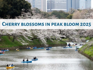 Cherry blossoms in peak bloom 2025