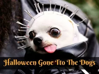 Halloween gone to the dogs