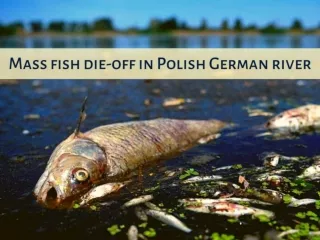 Mass fish die-off in Polish German river