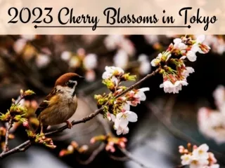 Peak bloom in Tokyo and more from cherry blossom season